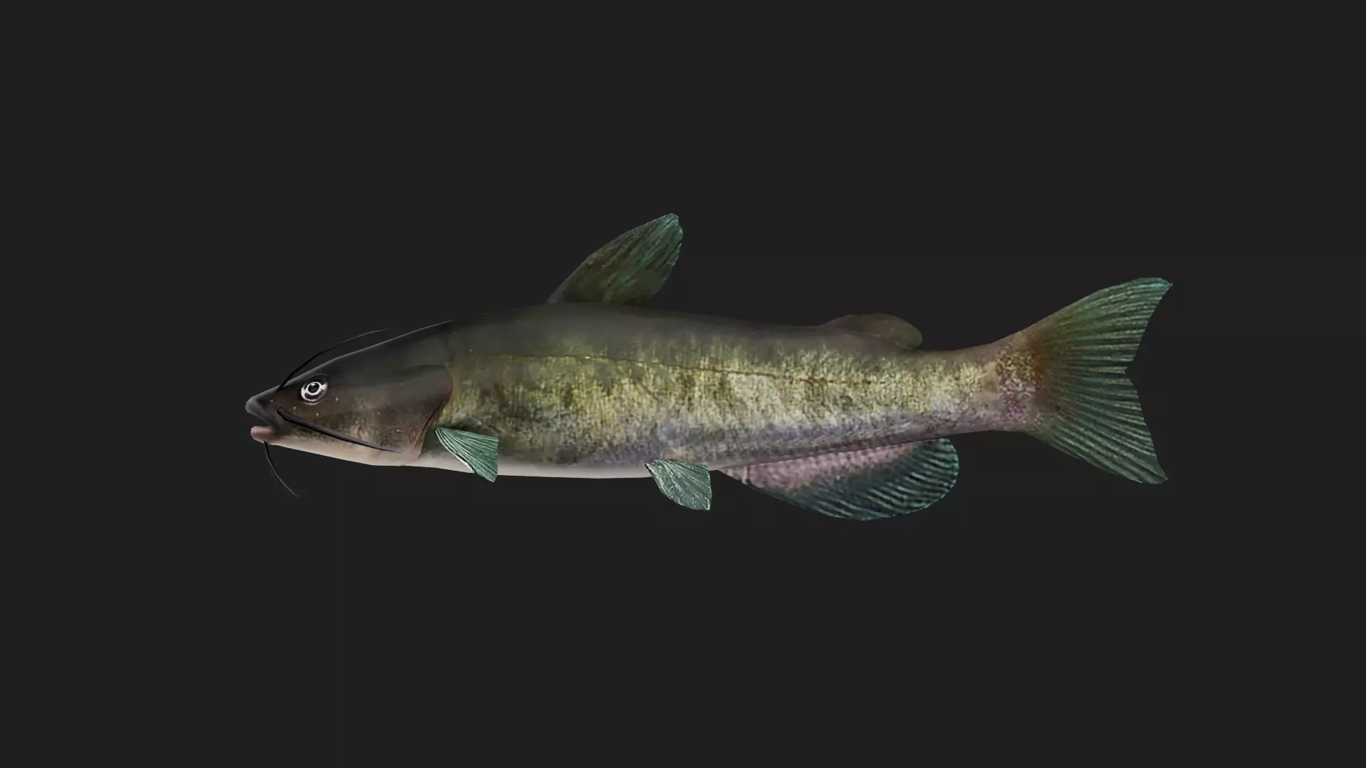 Catfish Low-poly 3D model_0