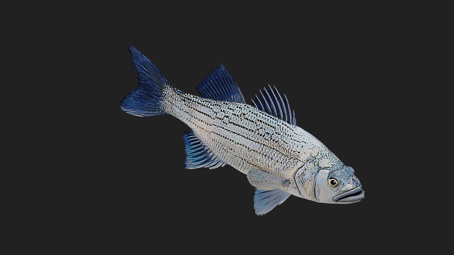 Whitebass Low-poly 3D model_2