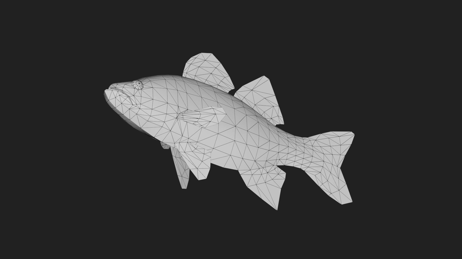Whitebass Low-poly 3D model_5