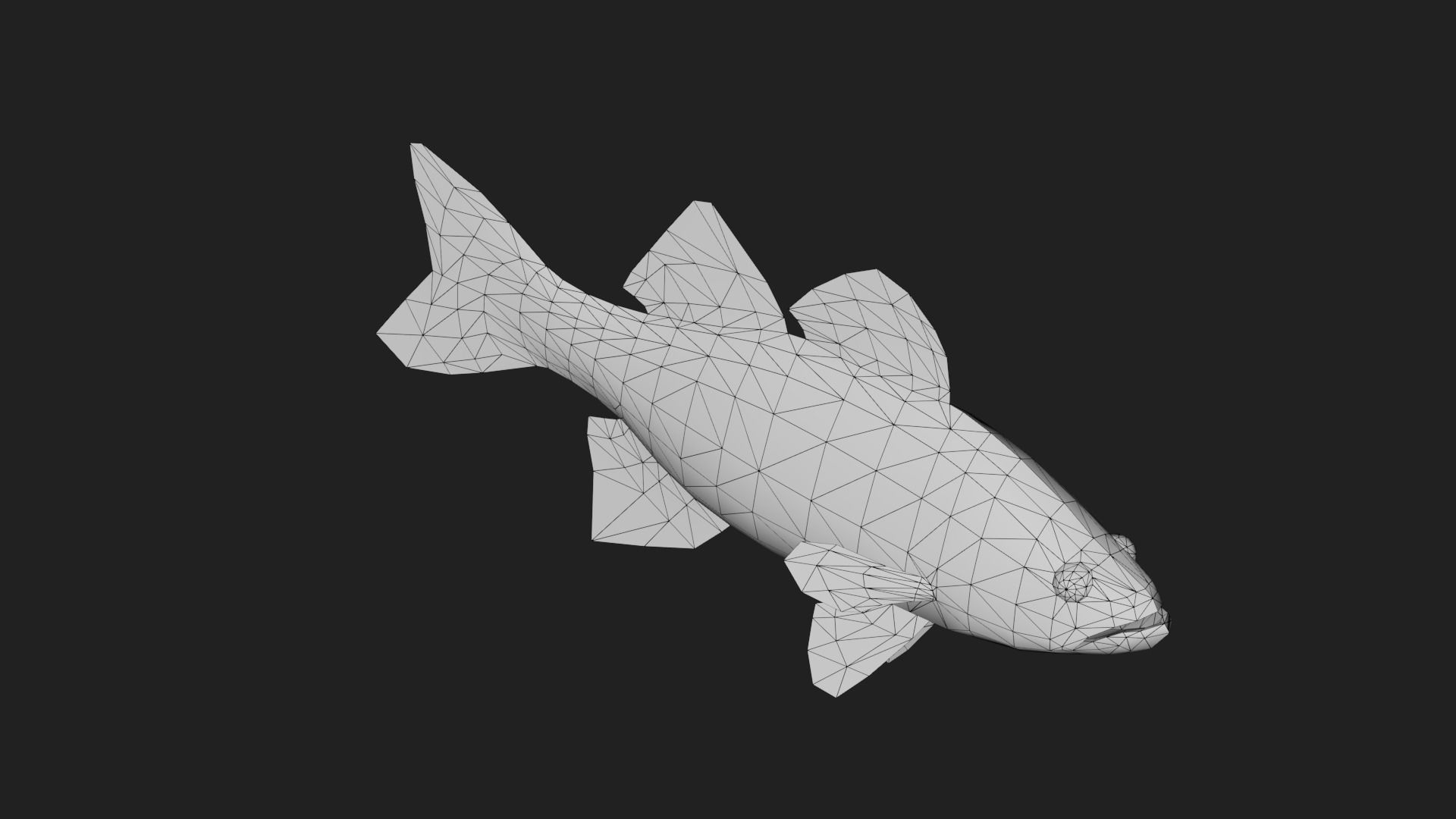 Whitebass Low-poly 3D model_3