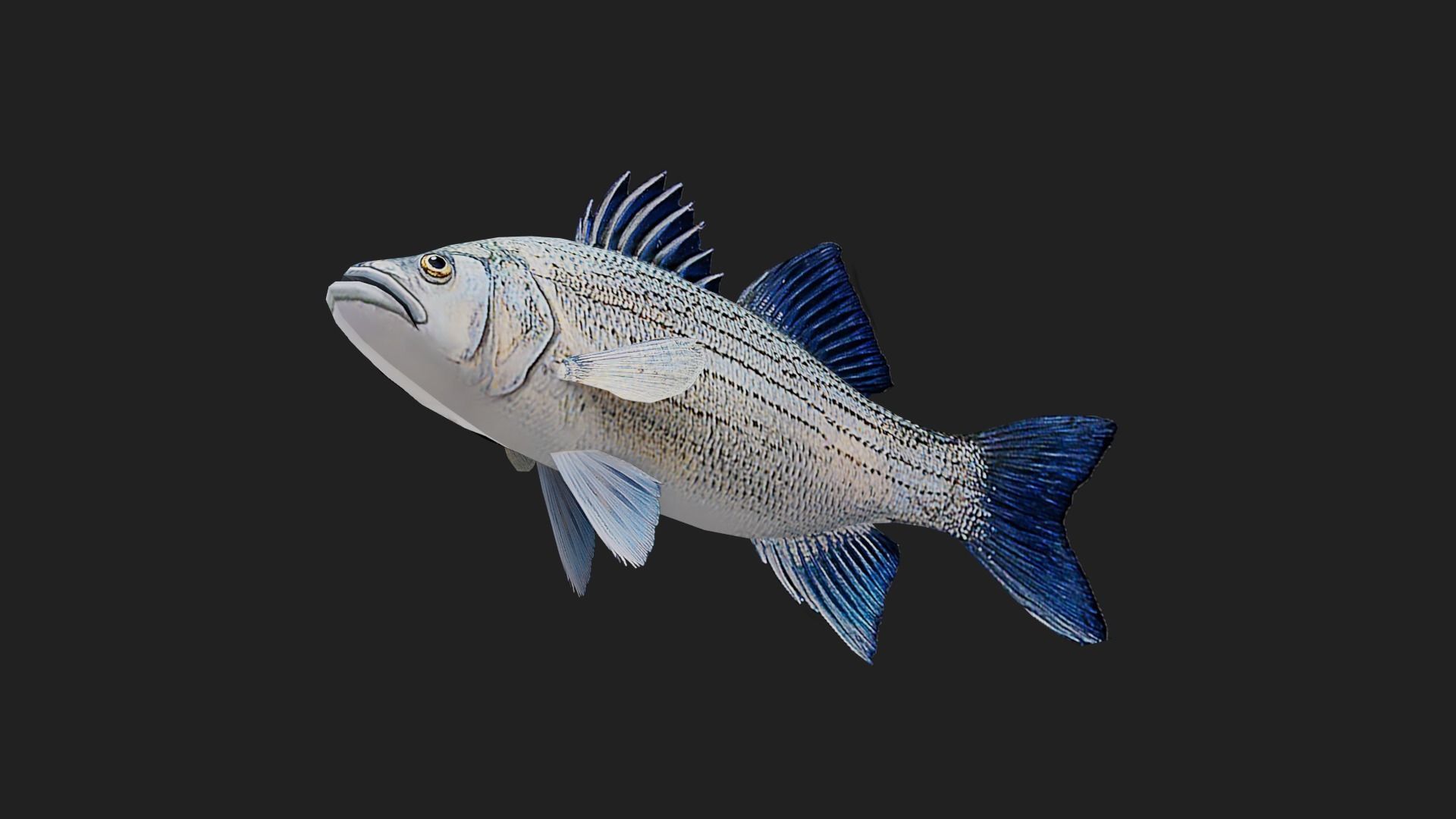 Whitebass Low-poly 3D model_4