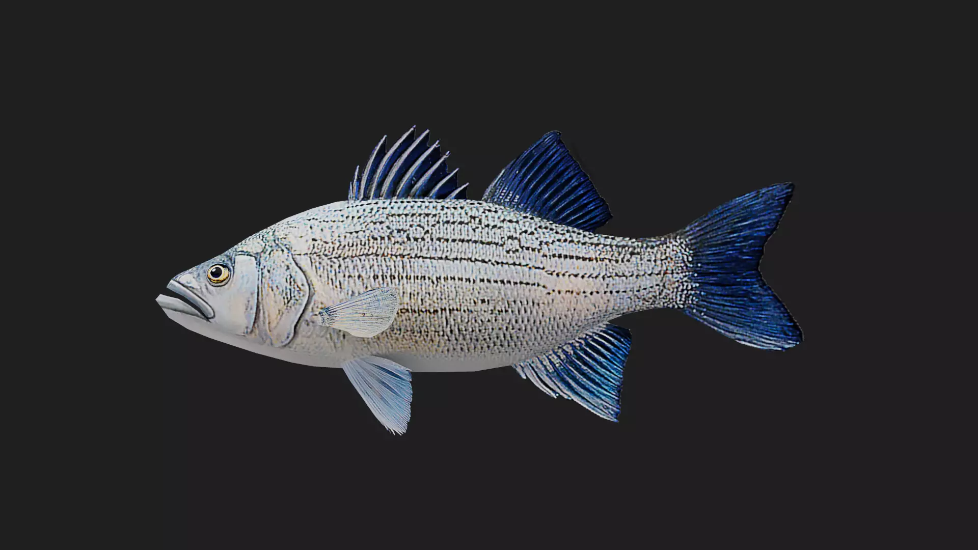 Whitebass Low-poly 3D model_0