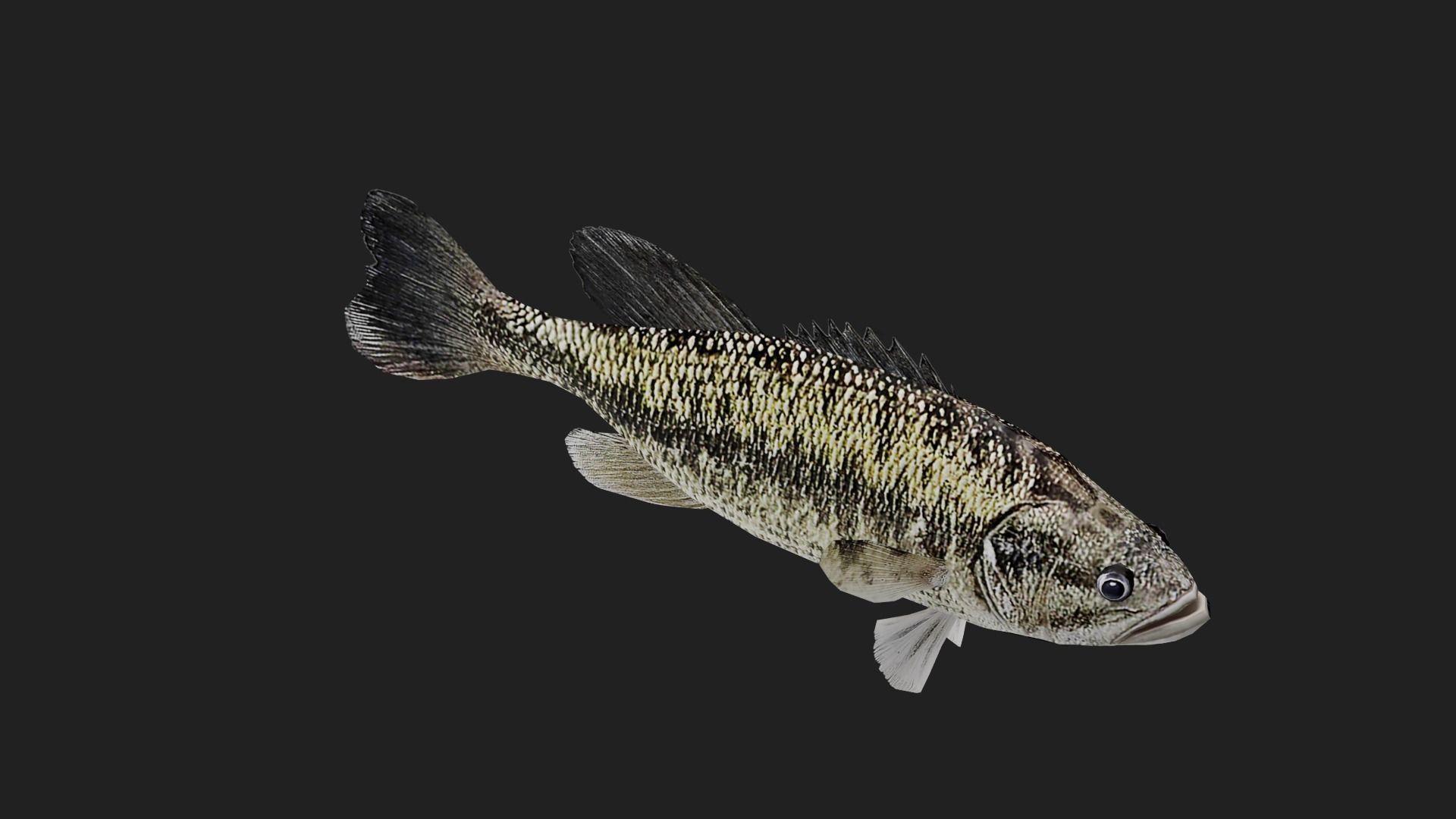 Spottedbass Low-poly 3D model_2
