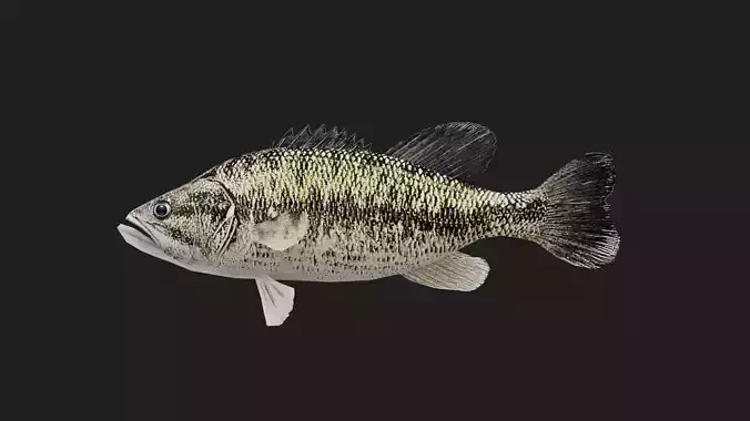 Spottedbass