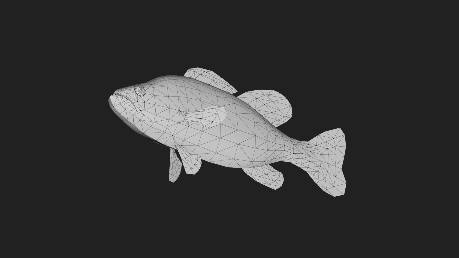 Spottedbass Low-poly 3D model_5