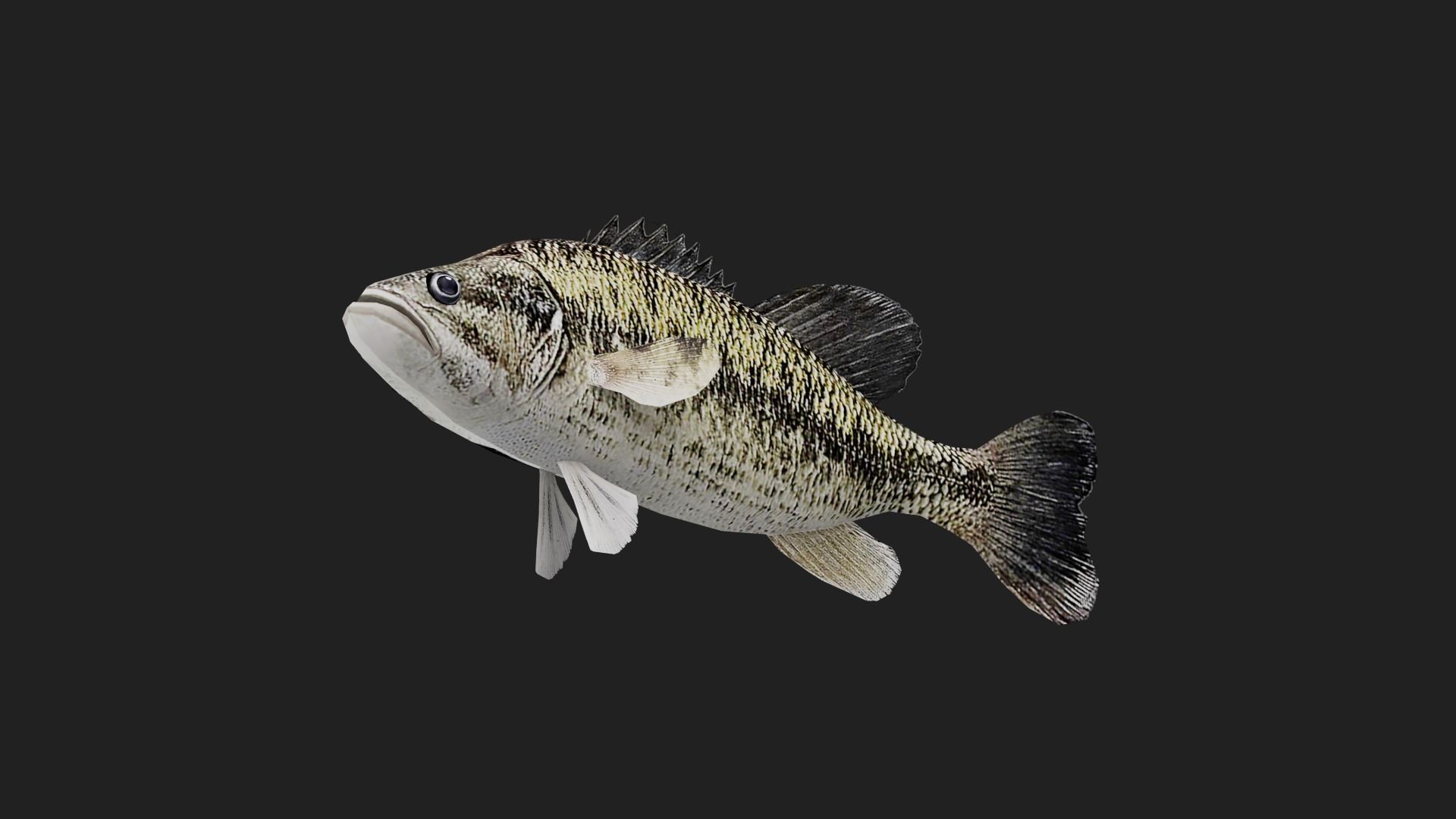 Spottedbass Low-poly 3D model_4
