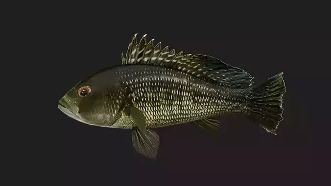 Seabass Low-poly 3D model