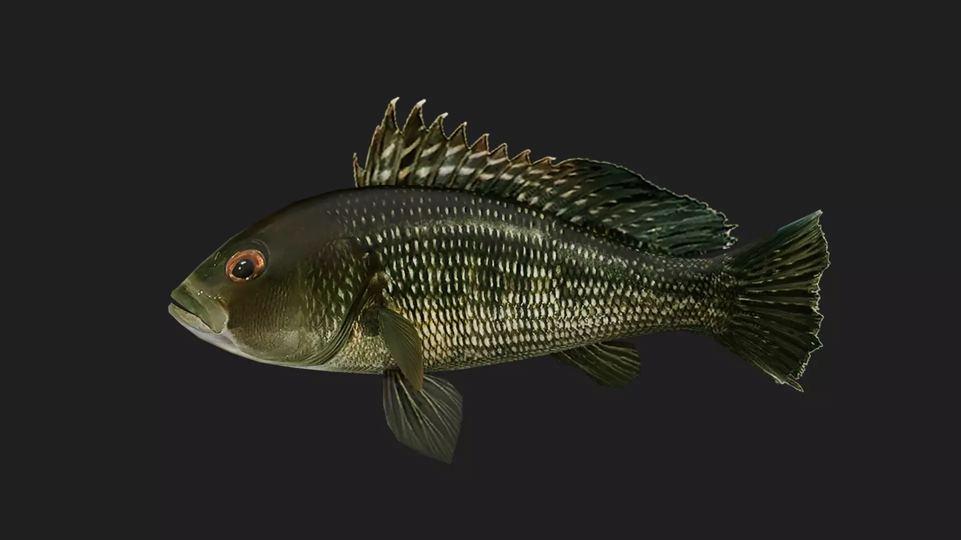 Seabass Low-poly 3D model_0