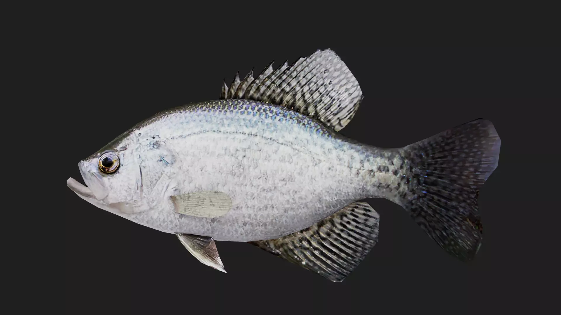 Panfish Low-poly 3D model_0