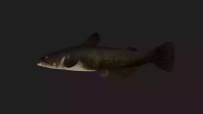 Catfish Low-poly 3D model