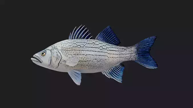 Whitebass Low-poly 3D model