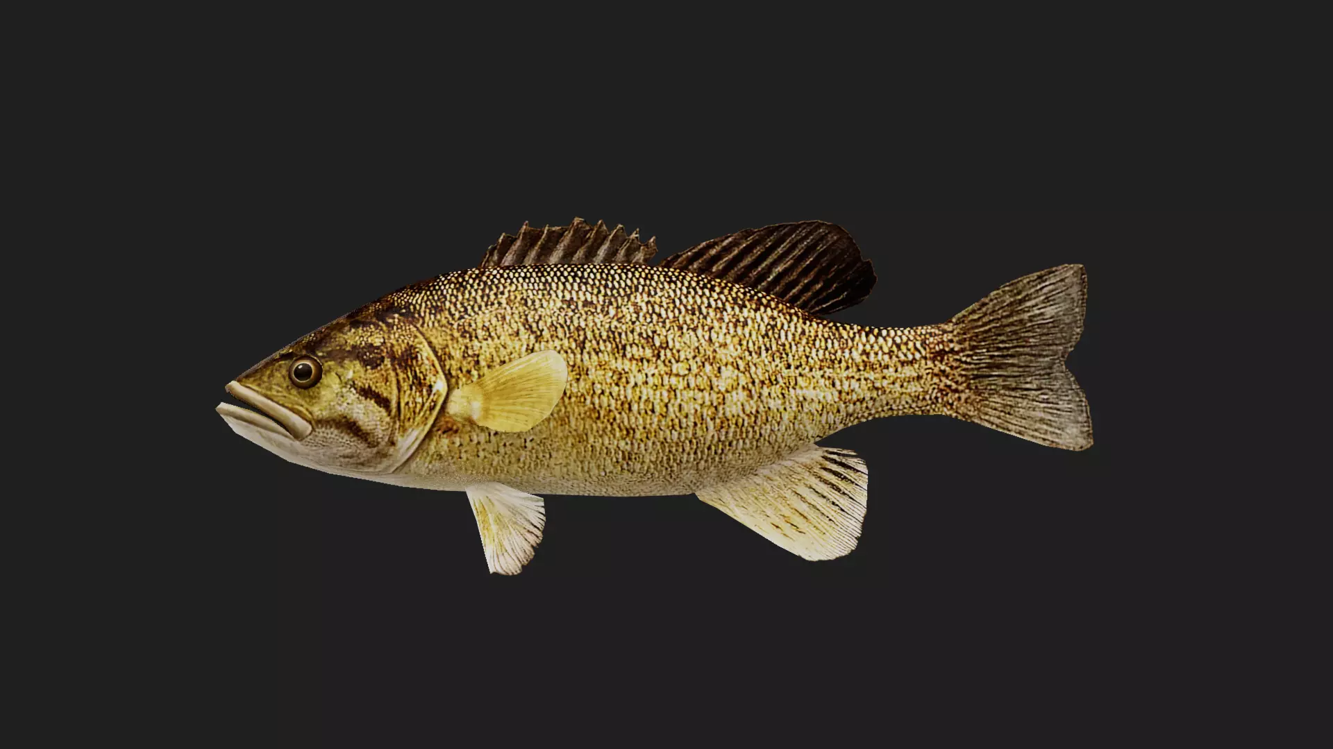 Smallmouthbass Low-poly 3D model_0