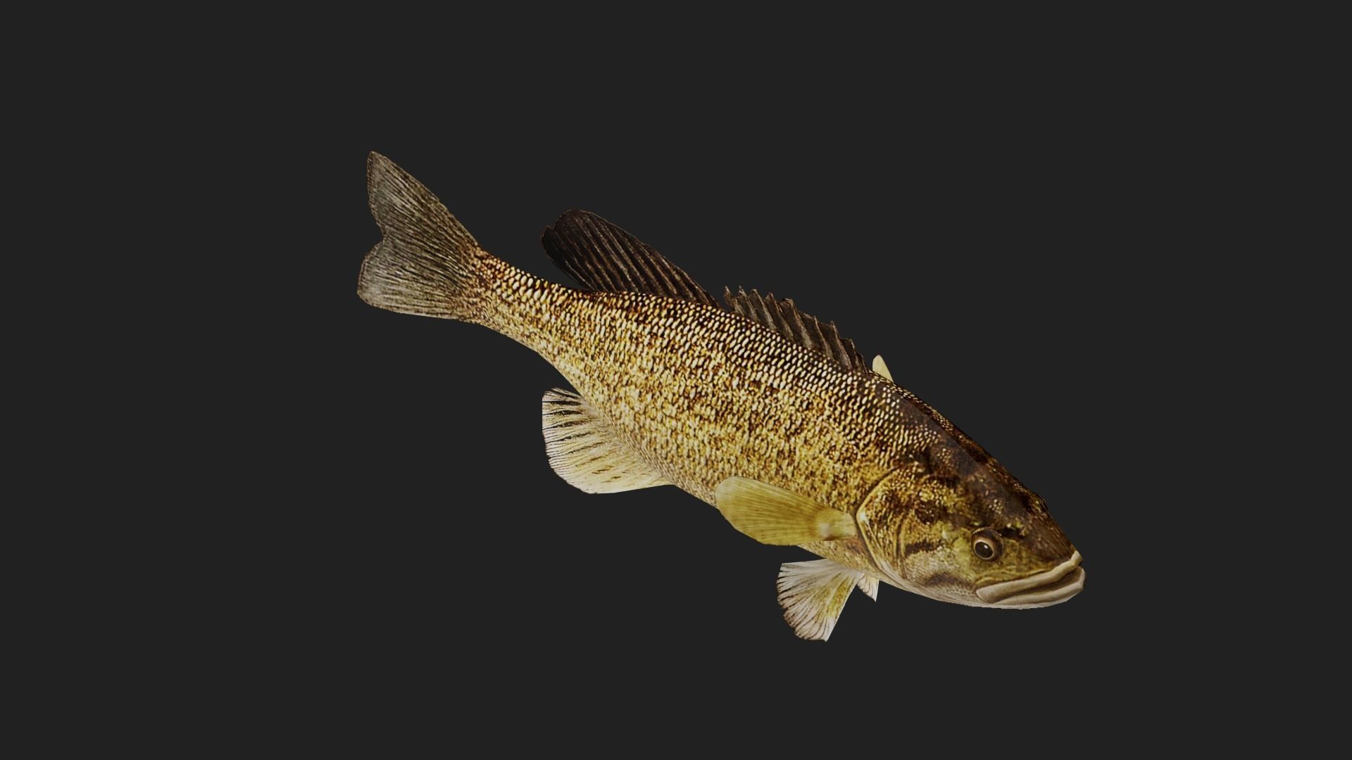 Smallmouthbass Low-poly 3D model_4