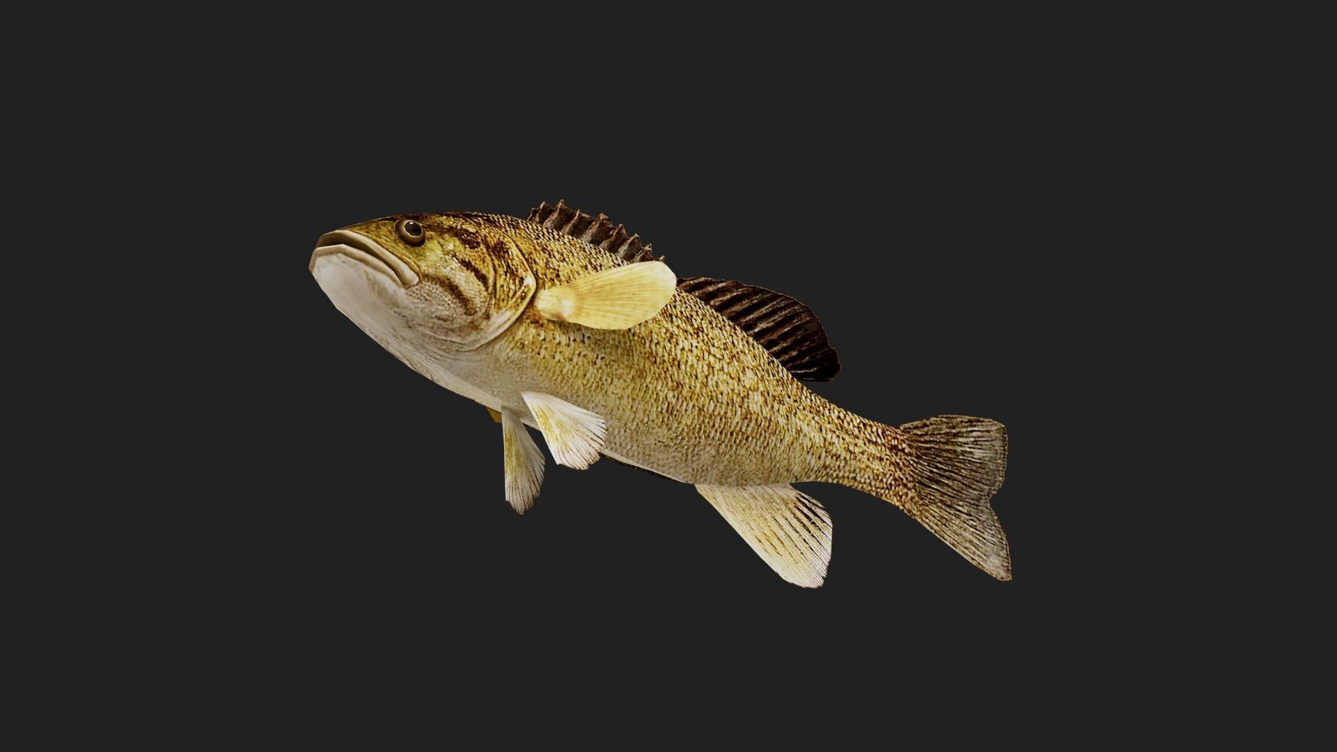 Smallmouthbass Low-poly 3D model_2