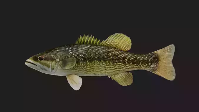 Seabass Low-poly 3D model