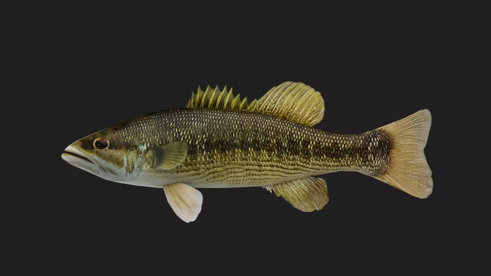 Seabass Low-poly 3D model_0