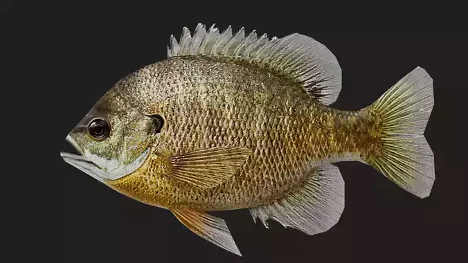 Panfish