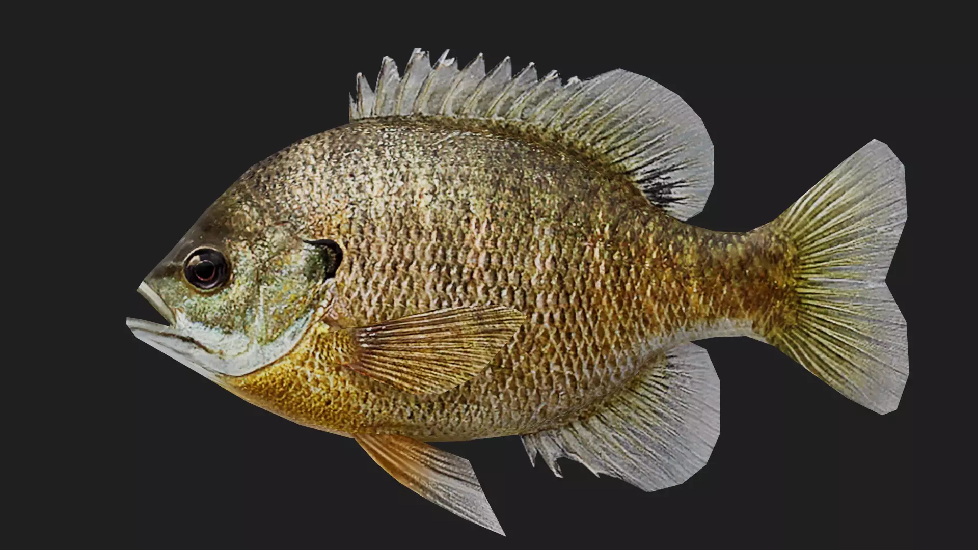 Panfish Low-poly 3D model