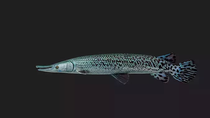 Alligatorgar