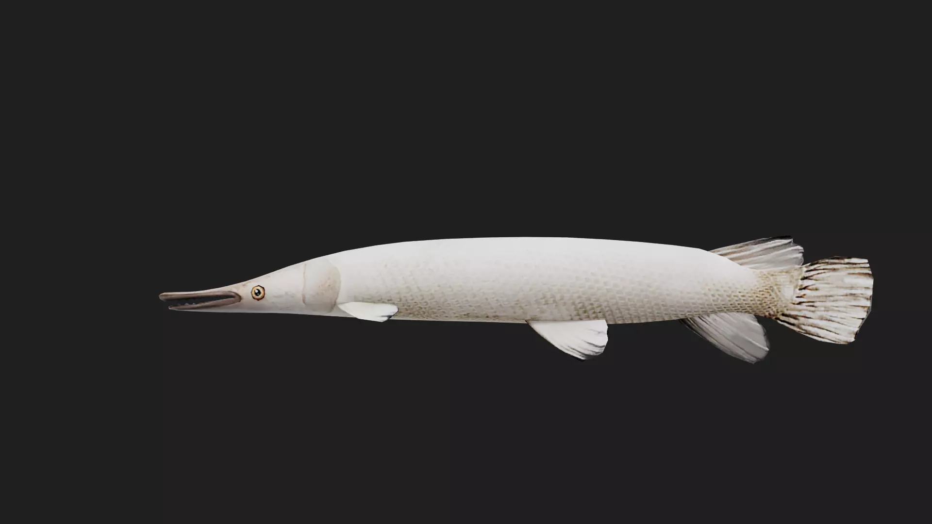 Gar fish Low-poly 3D model_0