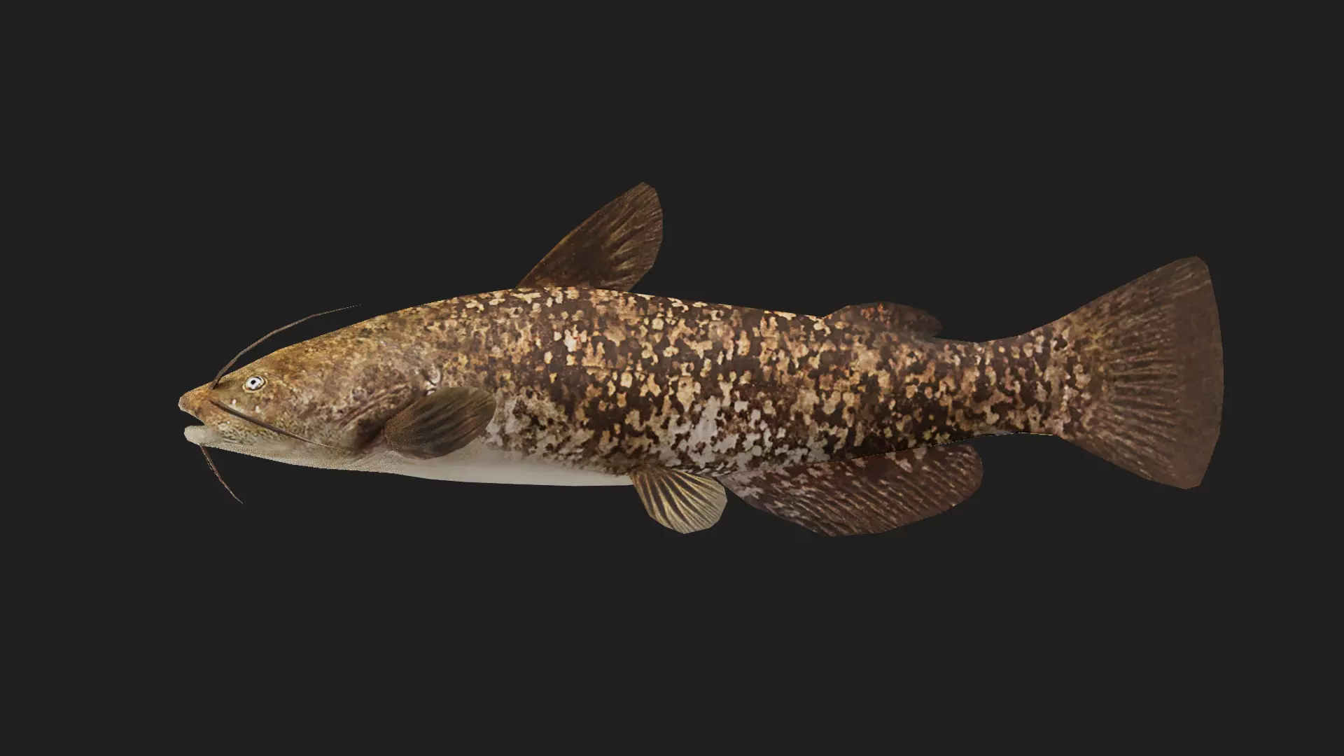 Catfish Low-poly 3D model