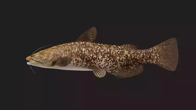 Catfish