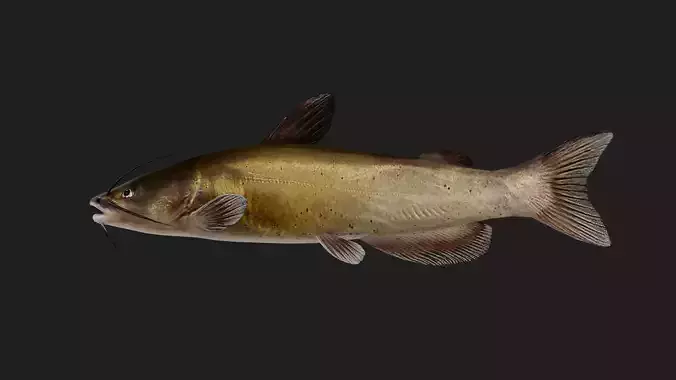 Catfish
