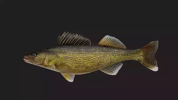 Walleye