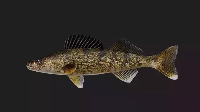 Walleye
