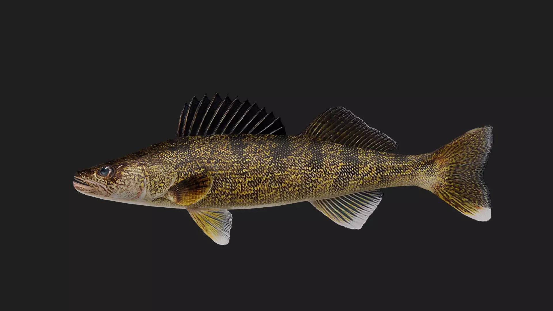 Walleye Low-poly 3D model_0