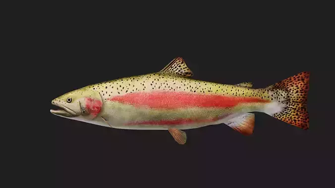 Trout