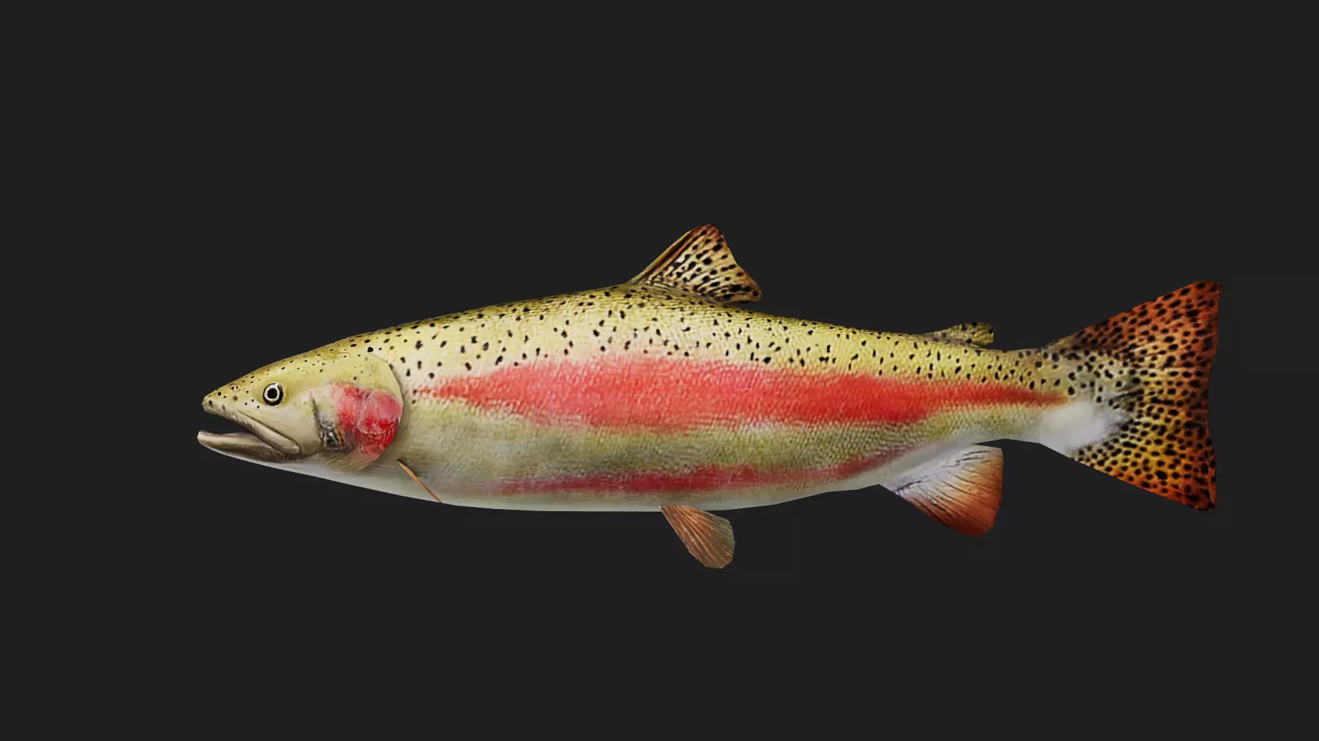 Trout Low-poly 3D model_0