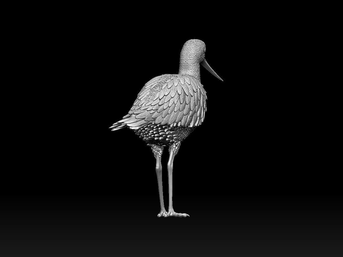bird 06 3D print model_10