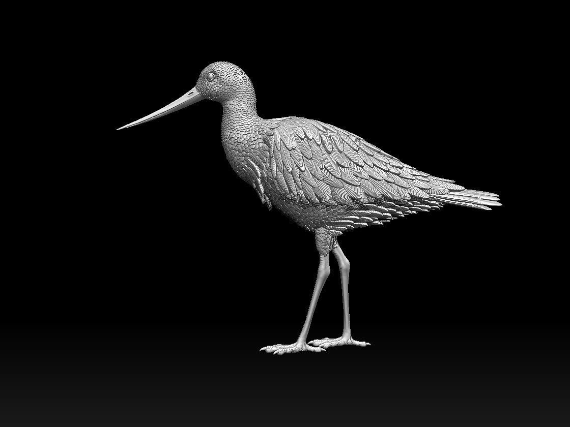 bird 06 3D print model_5
