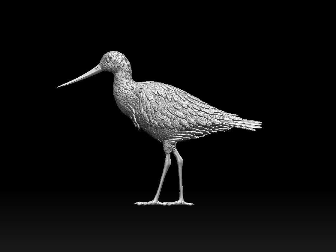 bird 06 3D print model_3
