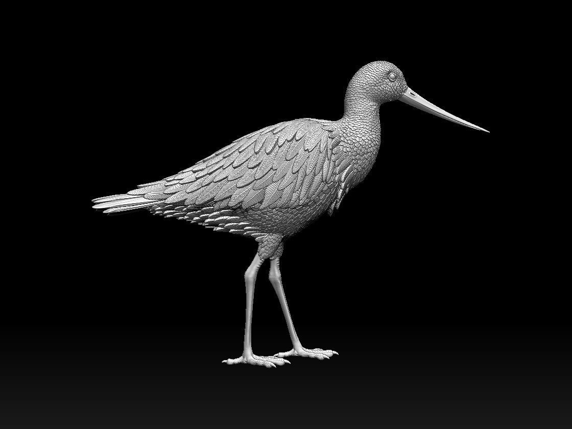 bird 06 3D print model_4