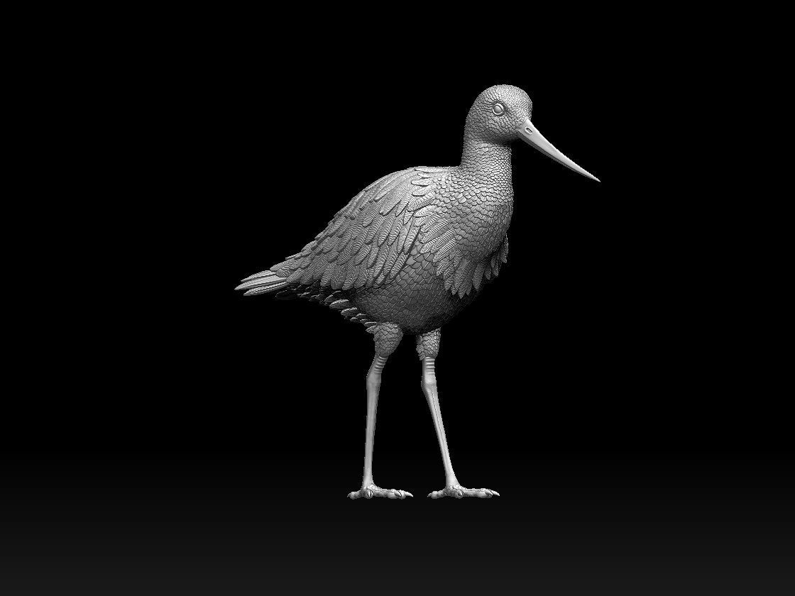 bird 06 3D print model_1