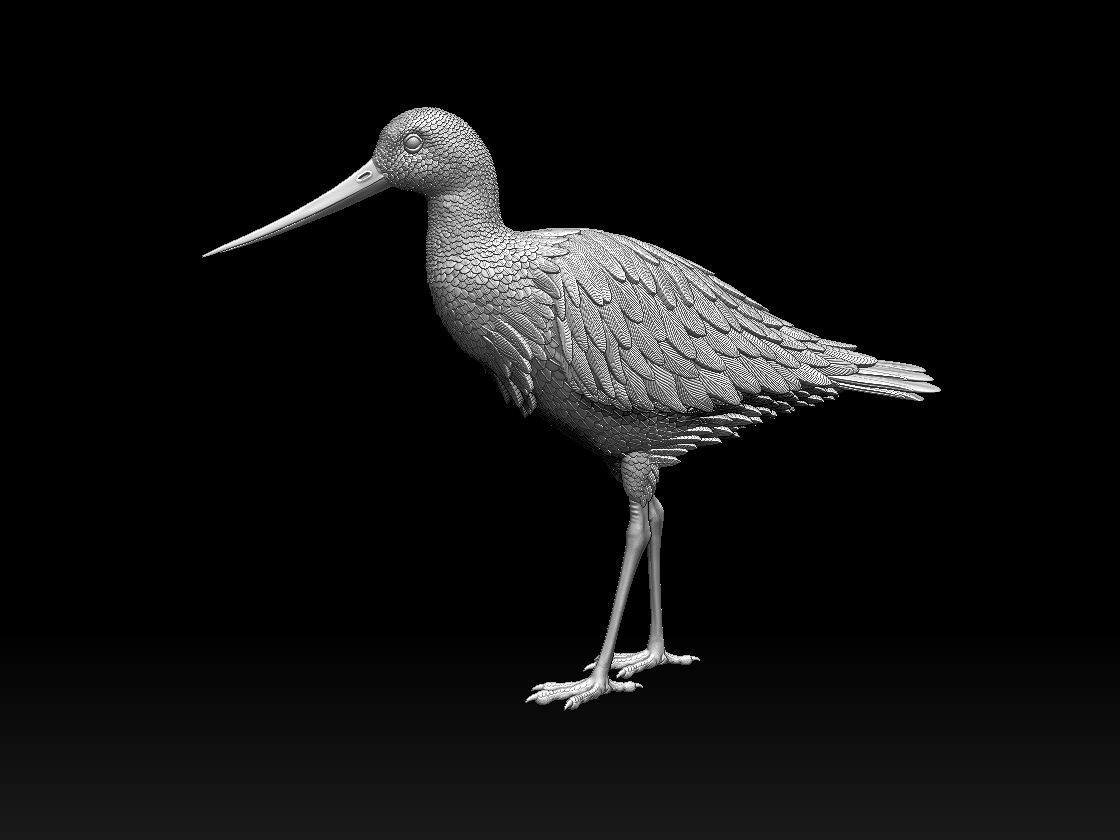 bird 06 3D print model_9