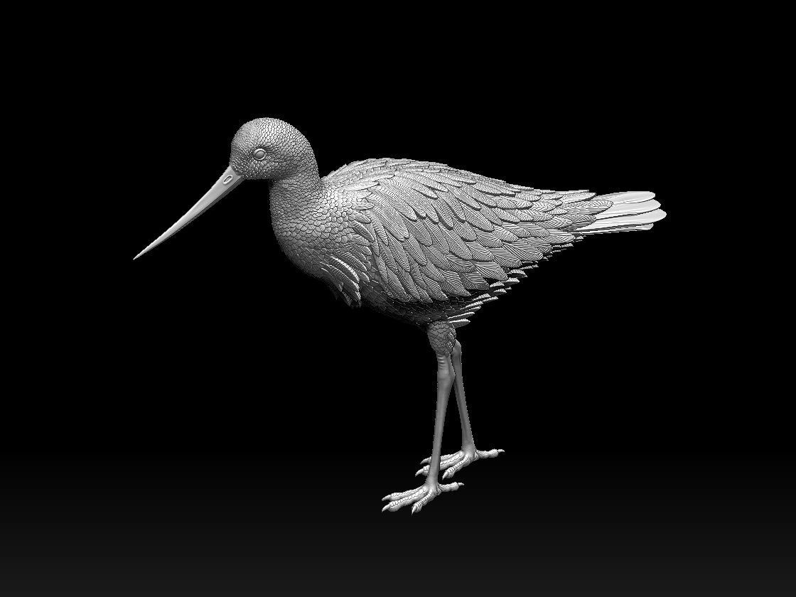 bird 06 3D print model_8
