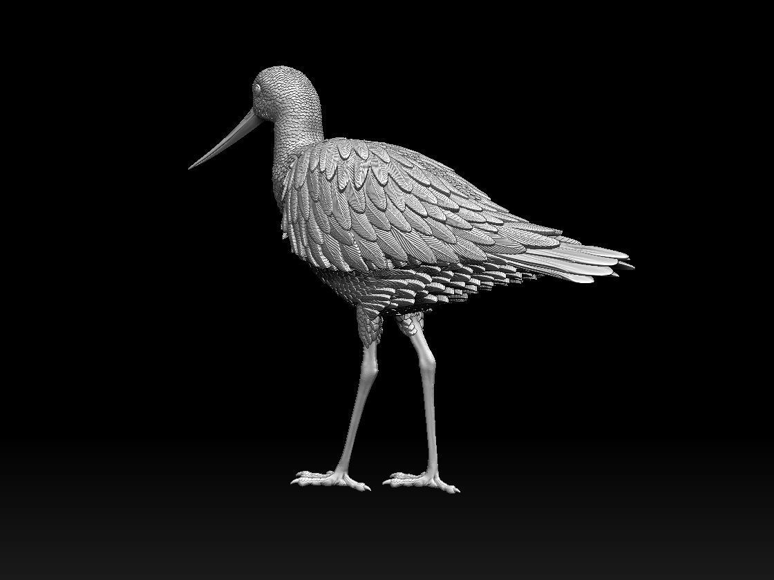 bird 06 3D print model_2