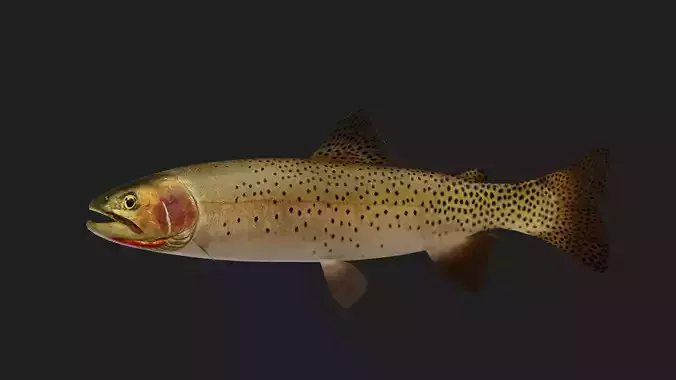 Trout Low-poly 3D model
