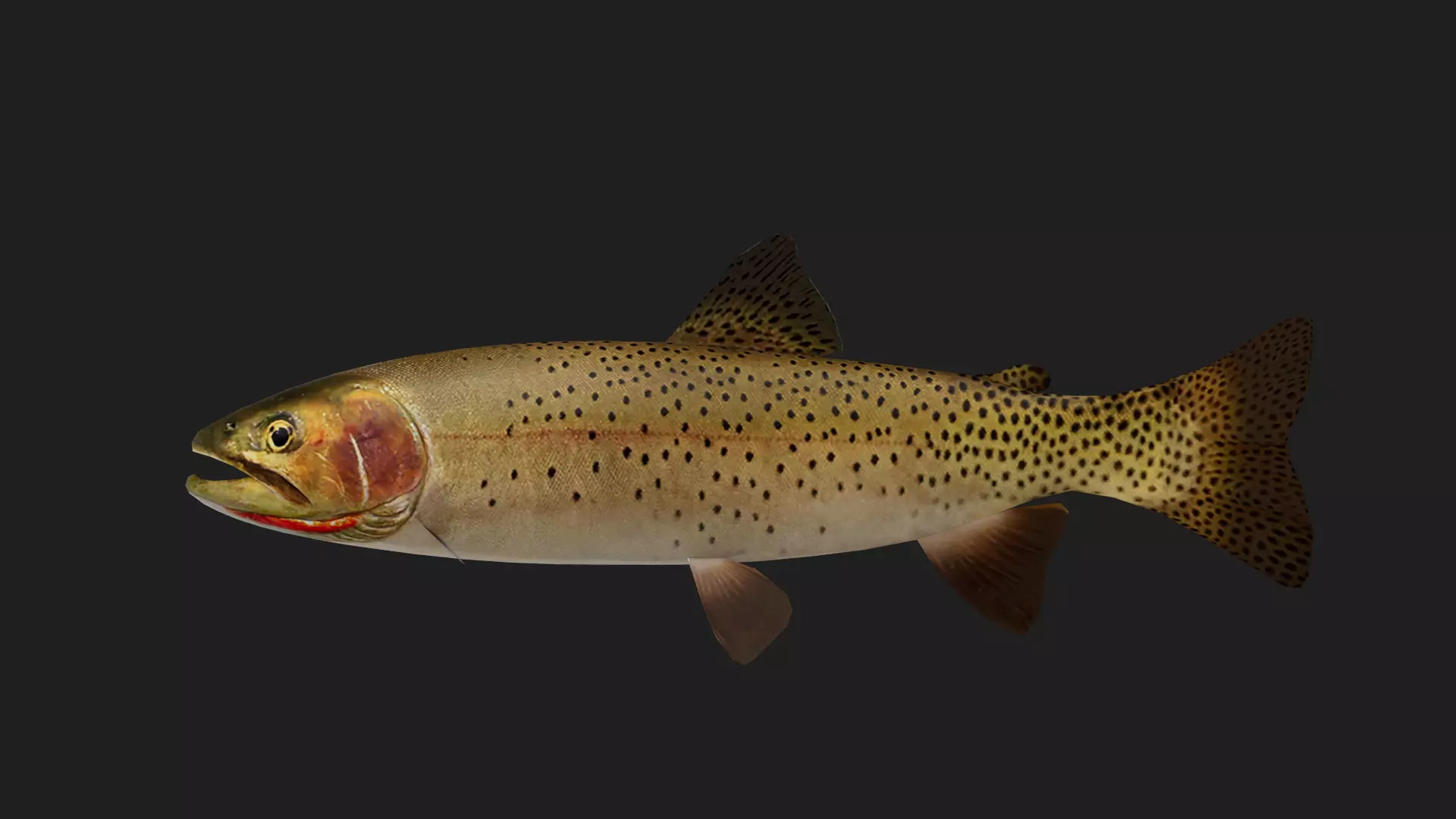 Trout Low-poly 3D model_0