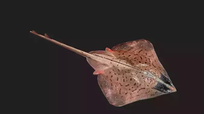Clearnoseskate