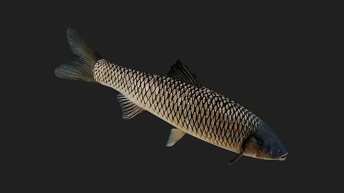 GrassCarp Low-poly 3D model 3