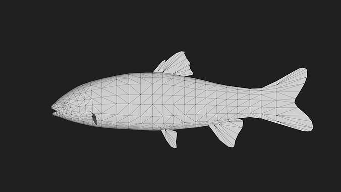 GrassCarp Low-poly 3D model 2