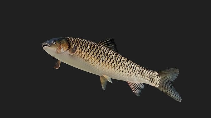 GrassCarp Low-poly 3D model 5