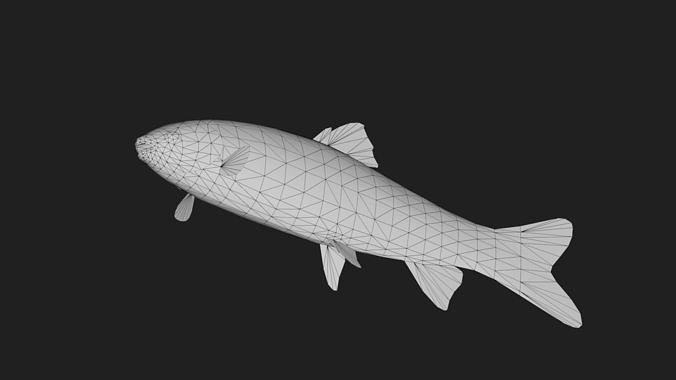 GrassCarp Low-poly 3D model 6