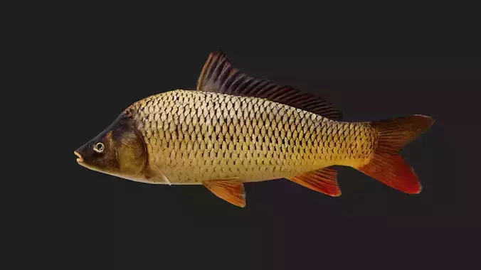 Carp fish Low-poly 3D model