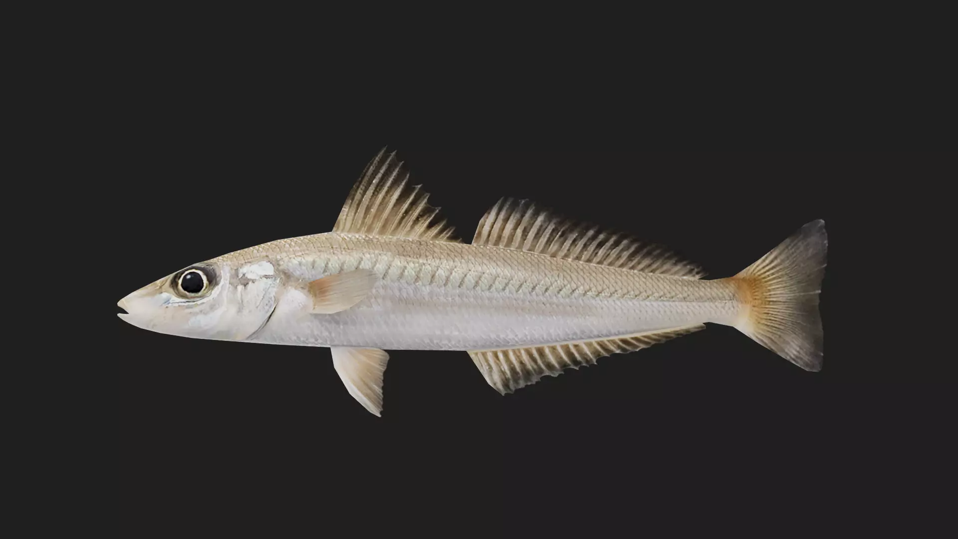 Silversillago Low-poly 3D model_0