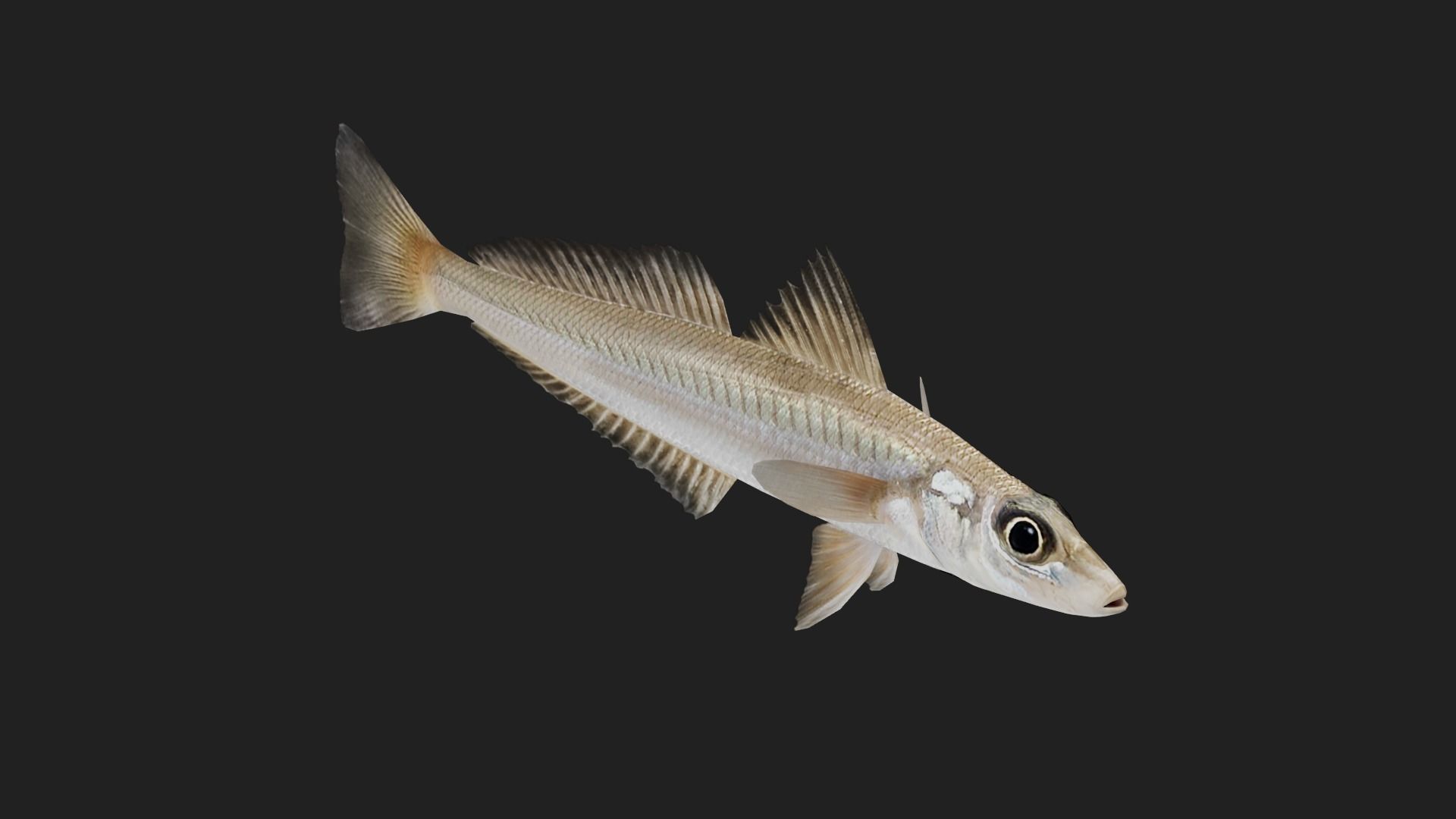 Silversillago Low-poly 3D model_2